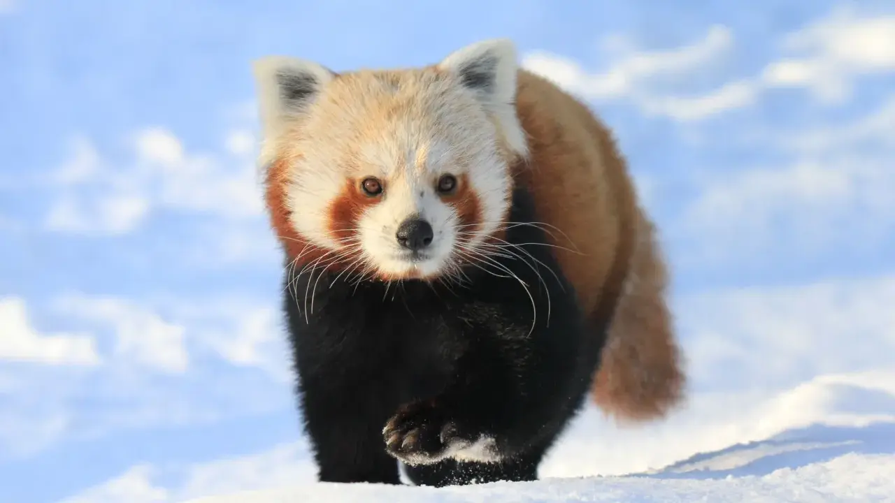 Mała panda w śniegu, jakby spacerowała po polskich górach.